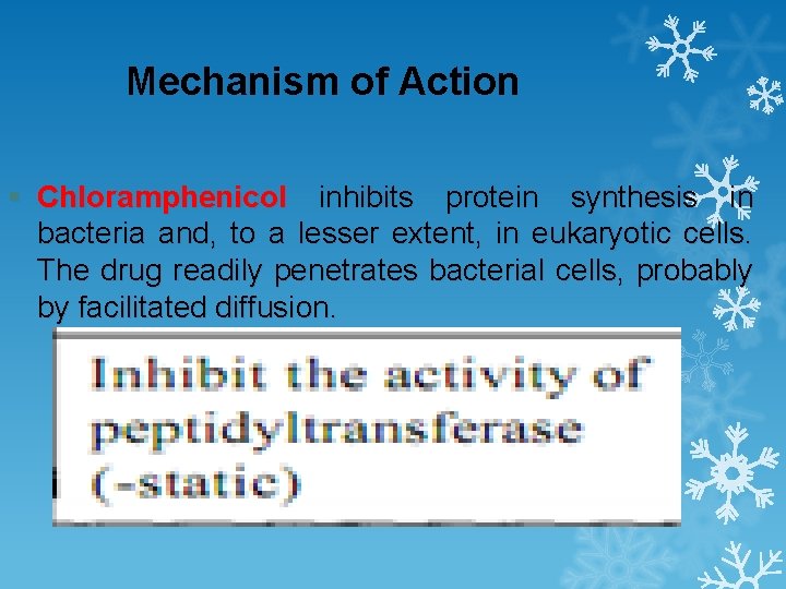 Mechanism of Action § Chloramphenicol inhibits protein synthesis in bacteria and, to a lesser