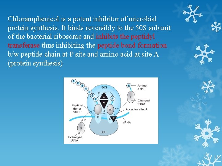 Chloramphenicol is a potent inhibitor of microbial protein synthesis. It binds reversibly to the