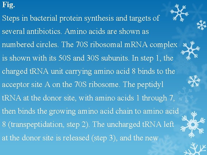 Fig. Steps in bacterial protein synthesis and targets of several antibiotics. Amino acids are