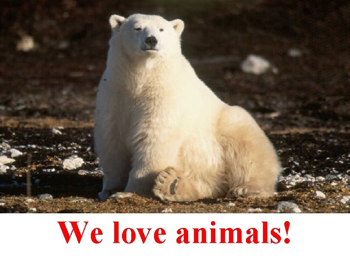 We love animals! 