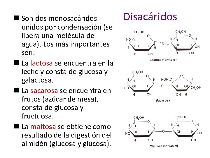 n Son dos monosacáridos unidos por condensación (se libera una molécula de agua). Los