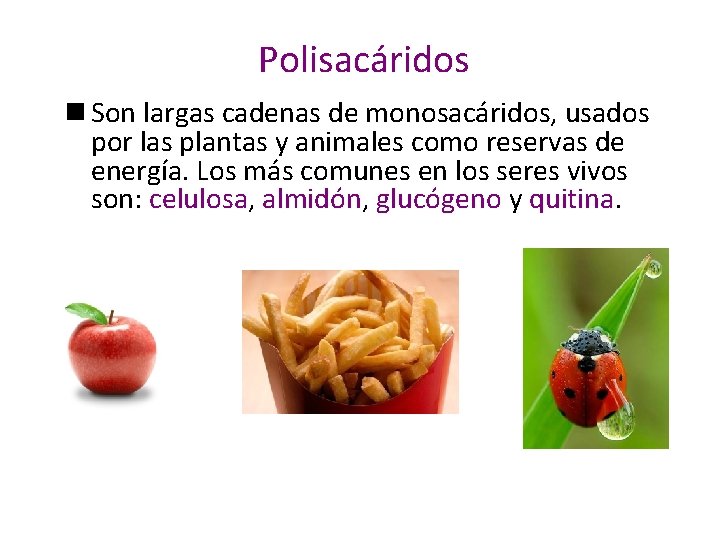 Polisacáridos n Son largas cadenas de monosacáridos, usados por las plantas y animales como