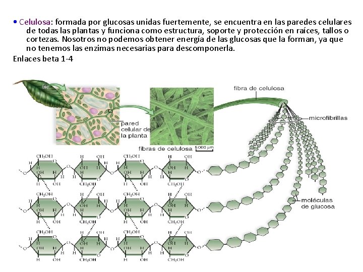  • Celulosa: formada por glucosas unidas fuertemente, se encuentra en las paredes celulares