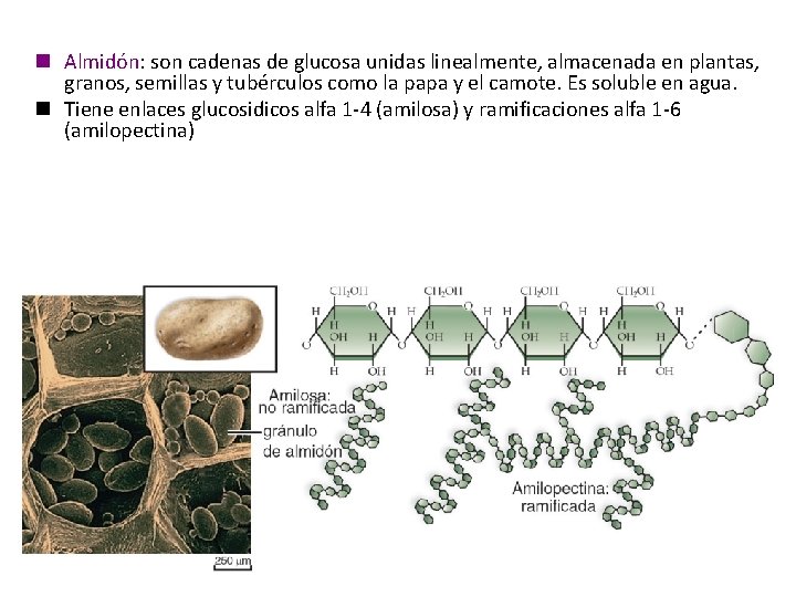 n Almidón: son cadenas de glucosa unidas linealmente, almacenada en plantas, granos, semillas y