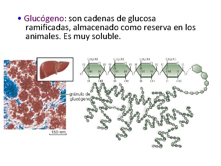  • Glucógeno: son cadenas de glucosa ramificadas, almacenado como reserva en los animales.
