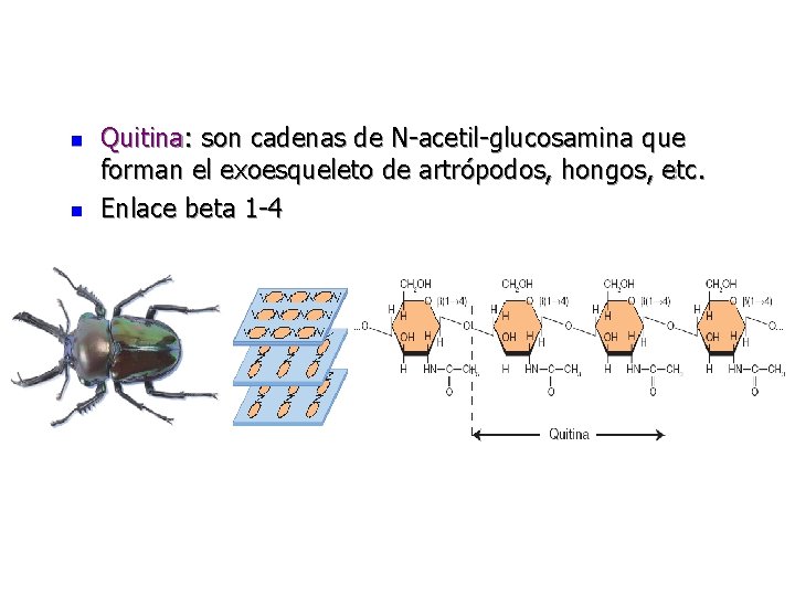 n n Quitina: son cadenas de N-acetil-glucosamina que forman el exoesqueleto de artrópodos, hongos,