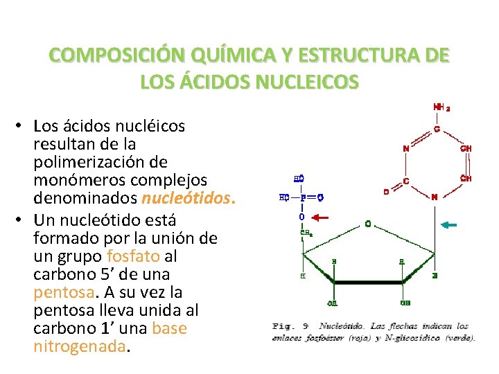 COMPOSICIÓN QUÍMICA Y ESTRUCTURA DE LOS ÁCIDOS NUCLEICOS • Los ácidos nucléicos resultan de