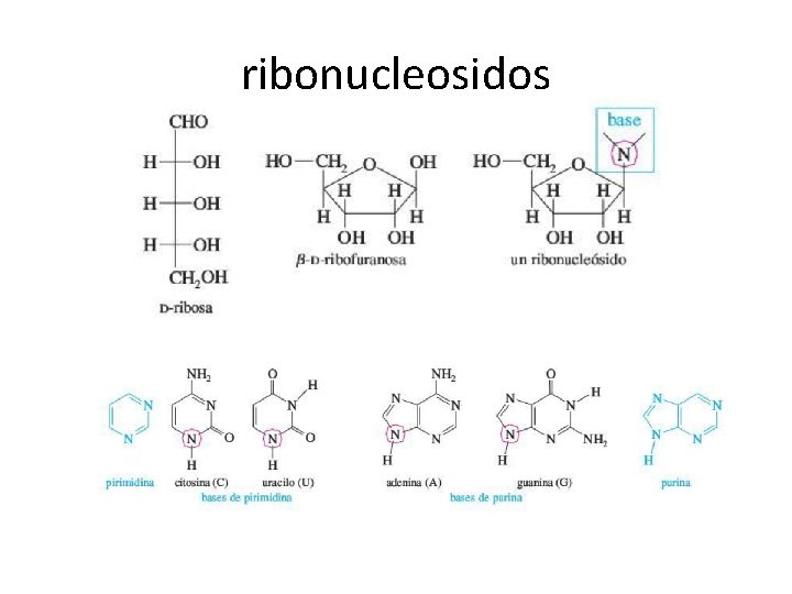 ribonucleosidos 