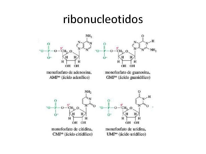 ribonucleotidos 