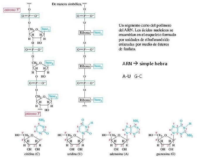 ARN simple hebra A-U G-C 