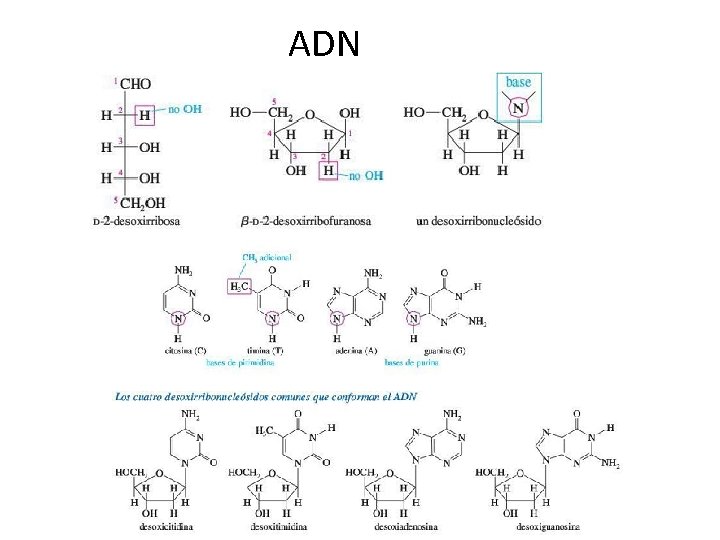 ADN 