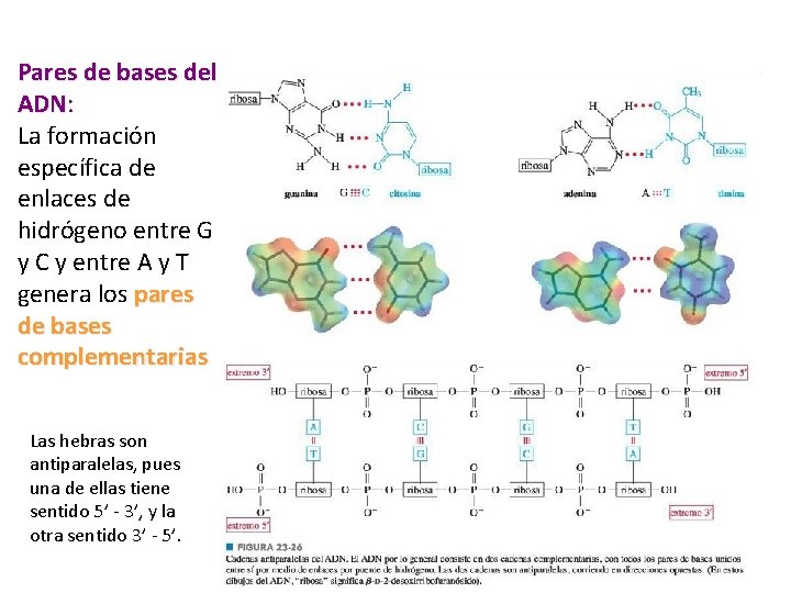 Pares de bases del ADN: ADN La formación específica de enlaces de hidrógeno entre