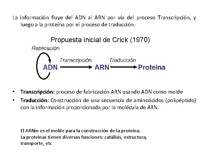 La información fluye del ADN al ARN por vía del proceso Transcripción, y luego