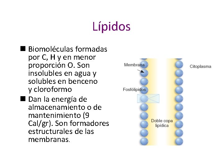 Lípidos n Biomoléculas formadas por C, H y en menor proporción O. Son insolubles