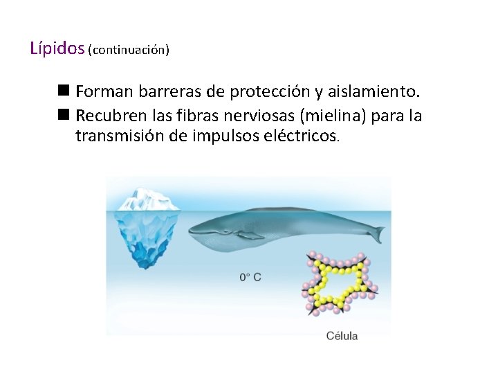 Lípidos (continuación) n Forman barreras de protección y aislamiento. n Recubren las fibras nerviosas