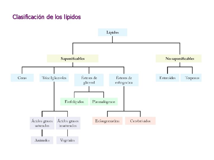 Clasificación de los lípidos 