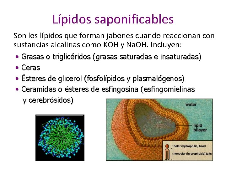 Lípidos saponificables Son los lípidos que forman jabones cuando reaccionan con sustancias alcalinas como