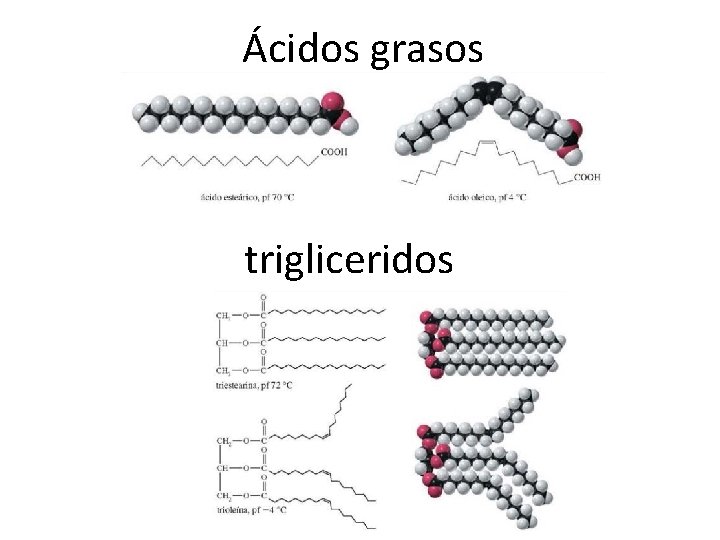 Ácidos grasos trigliceridos 