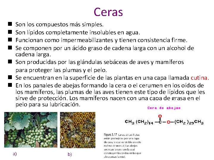 Ceras Son los compuestos más simples. Son lípidos completamente insolubles en agua. Funcionan como