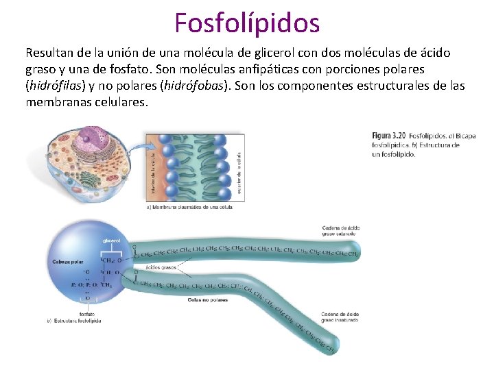 Fosfolípidos Resultan de la unión de una molécula de glicerol con dos moléculas de