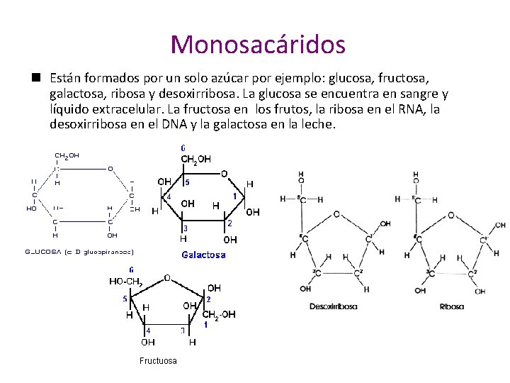 Monosacáridos n Están formados por un solo azúcar por ejemplo: glucosa, fructosa, galactosa, ribosa