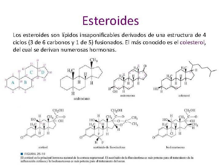 Esteroides Los esteroides son lípidos insaponificables derivados de una estructura de 4 ciclos (3