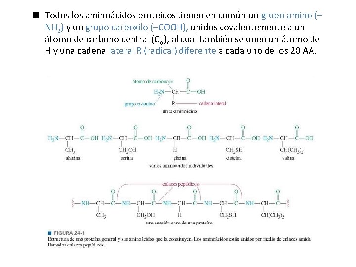 n Todos los aminoácidos proteicos tienen en común un grupo amino (– NH 2)