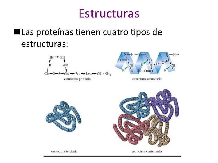 Estructuras n Las proteínas tienen cuatro tipos de estructuras: 