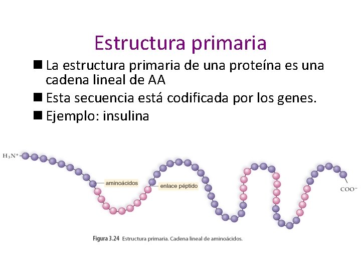 Estructura primaria n La estructura primaria de una proteína es una cadena lineal de