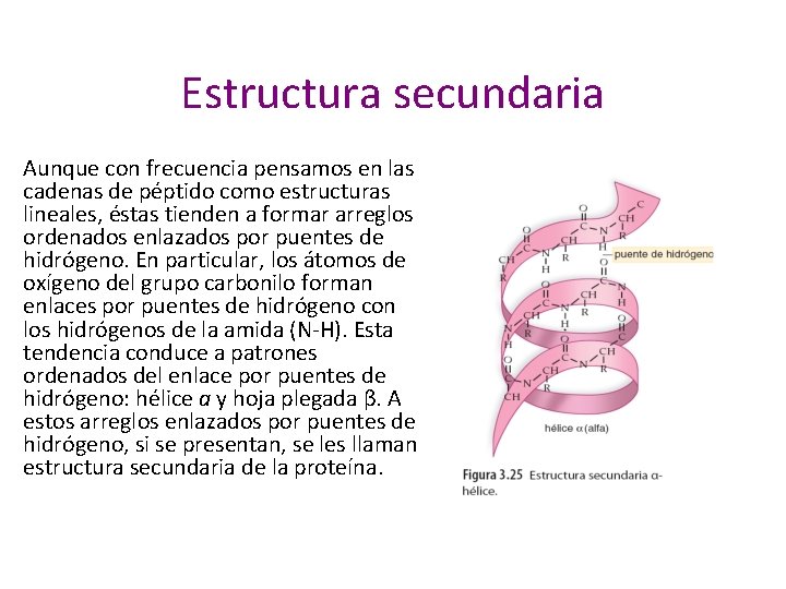 Estructura secundaria Aunque con frecuencia pensamos en las cadenas de péptido como estructuras lineales,