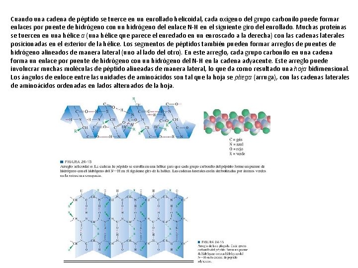 Cuando una cadena de péptido se tuerce en un enrollado helicoidal, cada oxígeno del