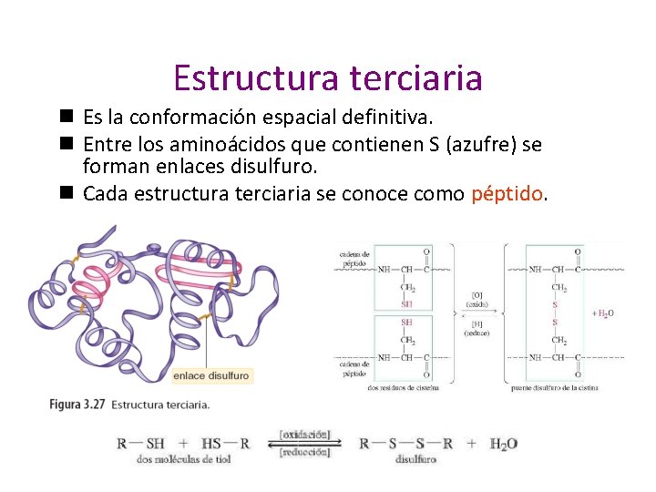 Estructura terciaria n Es la conformación espacial definitiva. n Entre los aminoácidos que contienen