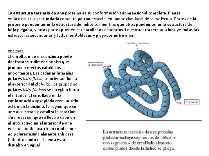 La estructura terciaria de una proteína es su conformación tridimensional completa. Piense en la