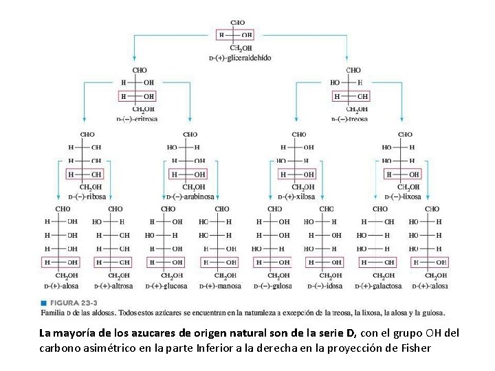 La mayoría de los azucares de origen natural son de la serie D, con