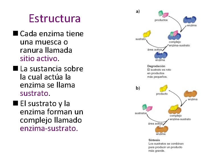 Estructura n Cada enzima tiene una muesca o ranura llamada sitio activo. n La