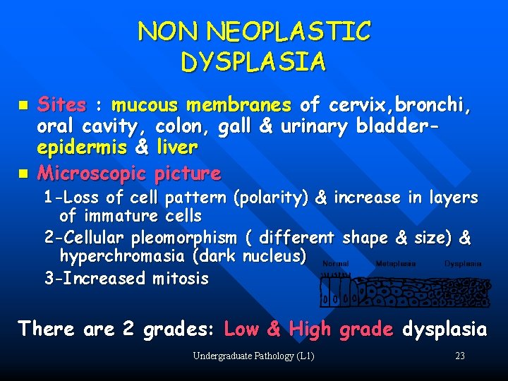 NON NEOPLASTIC DYSPLASIA n n Sites : mucous membranes of cervix, bronchi, oral cavity,