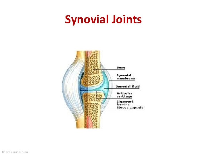 Synovial Joints Chaitali prabhudesai 