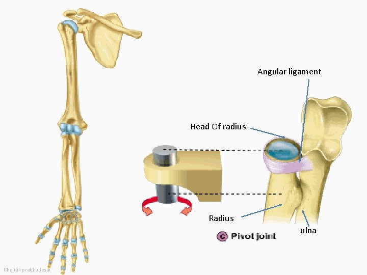 Angular ligament Head Of radius Radius ulna Chaitali prabhudesai 