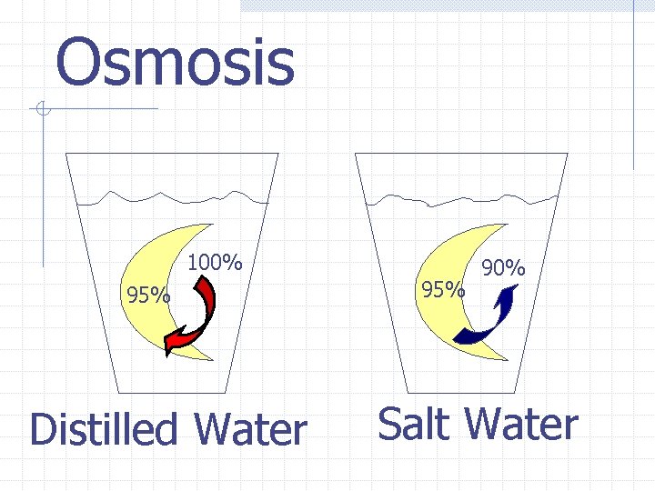 Osmosis 100% 95% Distilled Water 95% 90% Salt Water 