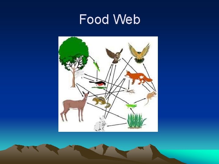 Food Web 