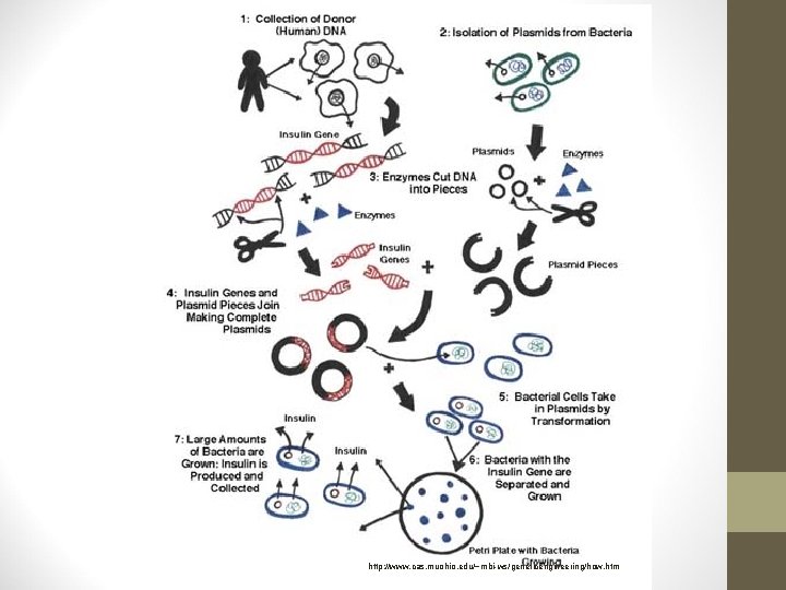 http: //www. cas. muohio. edu/~mbi-ws/geneticengineering/how. htm 