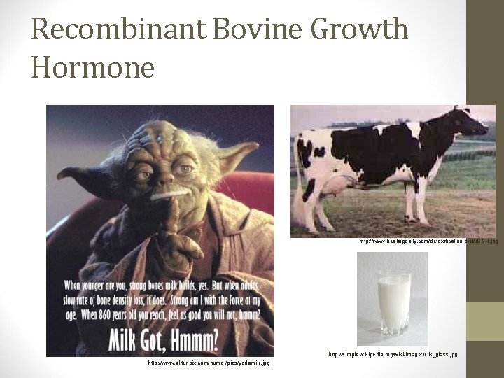 Recombinant Bovine Growth Hormone http: //www. healingdaily. com/detoxification-diet/r. BGH. jpg http: //simple. wikipedia. org/wiki/Image: