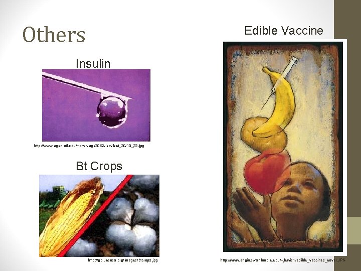 Others Edible Vaccine Insulin http: //www. agen. ufl. edu/~chyn/age 2062/lect_30/10_32. jpg Bt Crops http: