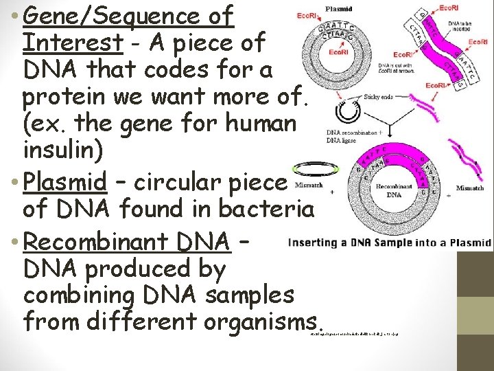  • Gene/Sequence of Interest - A piece of DNA that codes for a