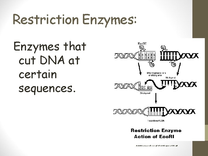 Restriction Enzymes: Enzymes that cut DNA at certain sequences. http: //www. accessexcellence. org/RC/VL/GG/images/restriction. gif