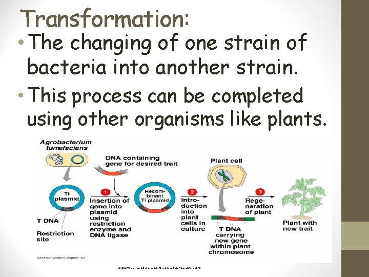 Transformation: • The changing of one strain of bacteria into another strain. • This