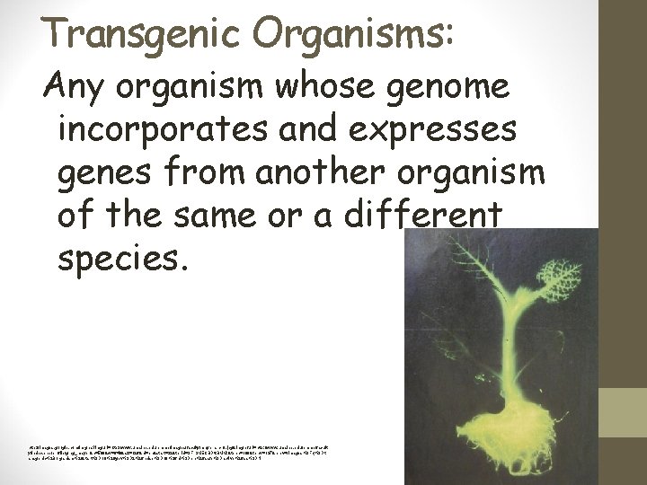 Transgenic Organisms: Any organism whose genome incorporates and expresses genes from another organism of