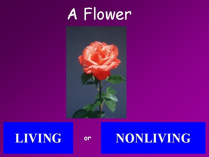 Objective The students will analyze the characteristics of