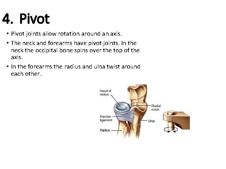 4. Pivot • Pivot joints allow rotation around an axis. • The neck and