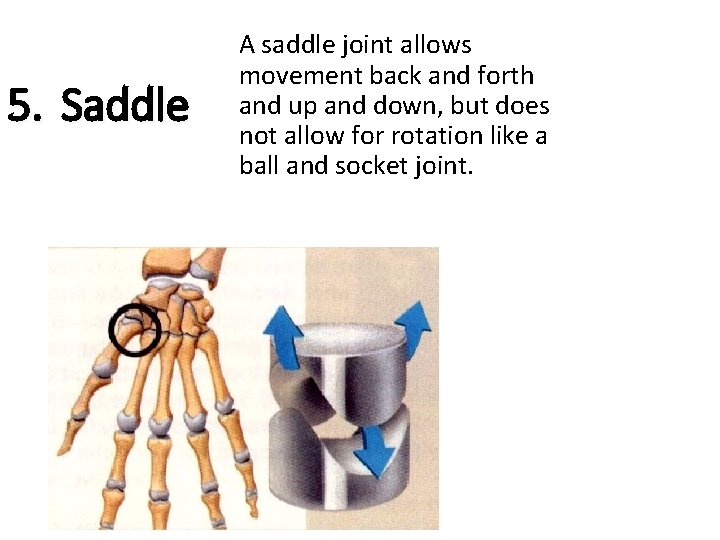 5. Saddle A saddle joint allows movement back and forth and up and down,